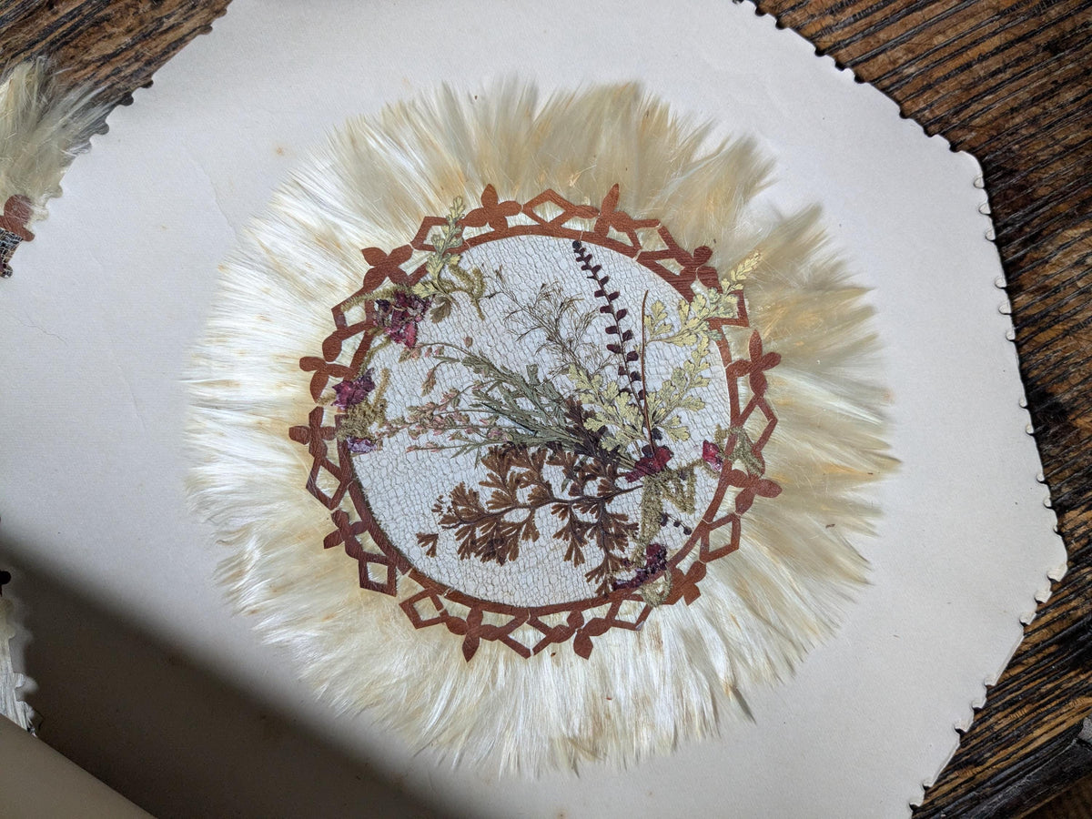 Set of 6 antique Jamaica doilies, botanical ferns