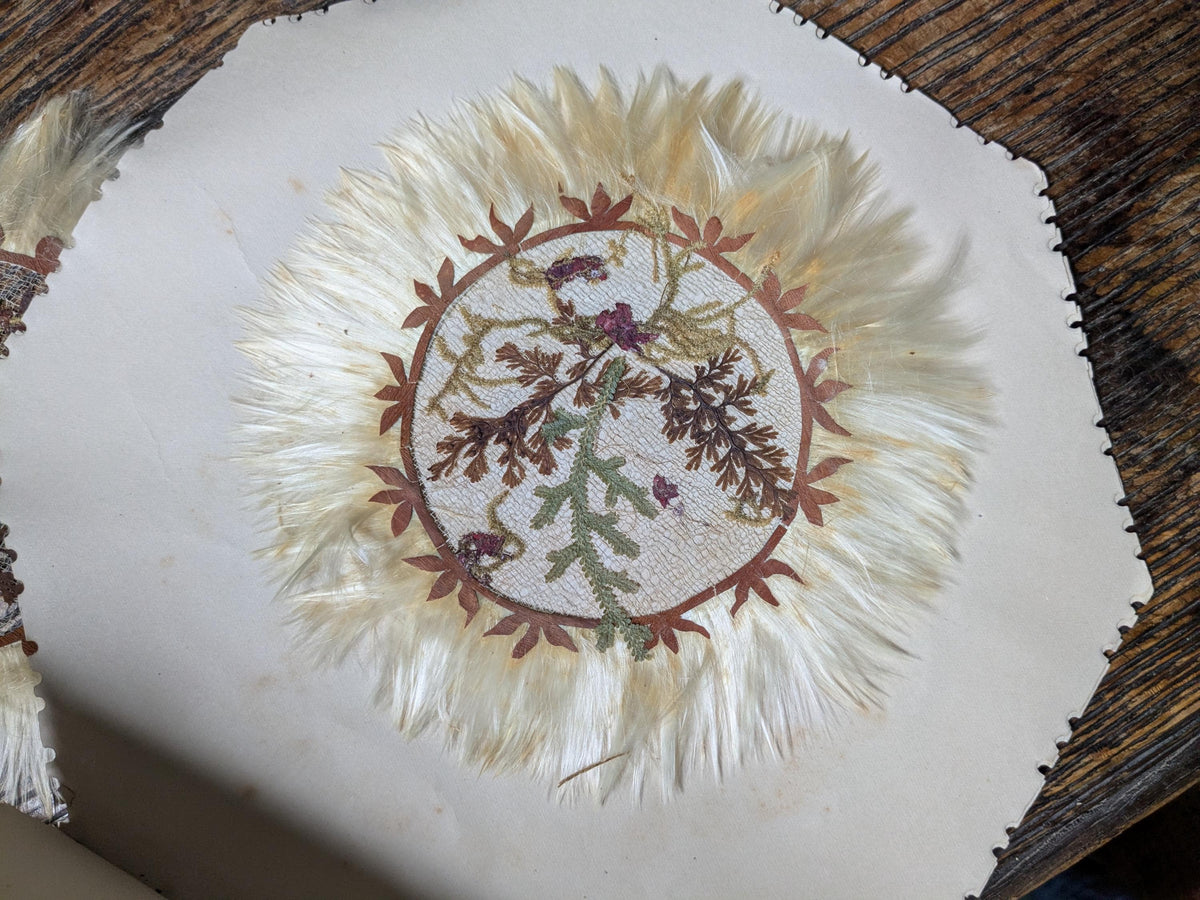 Set of 6 antique Jamaica doilies, botanical ferns